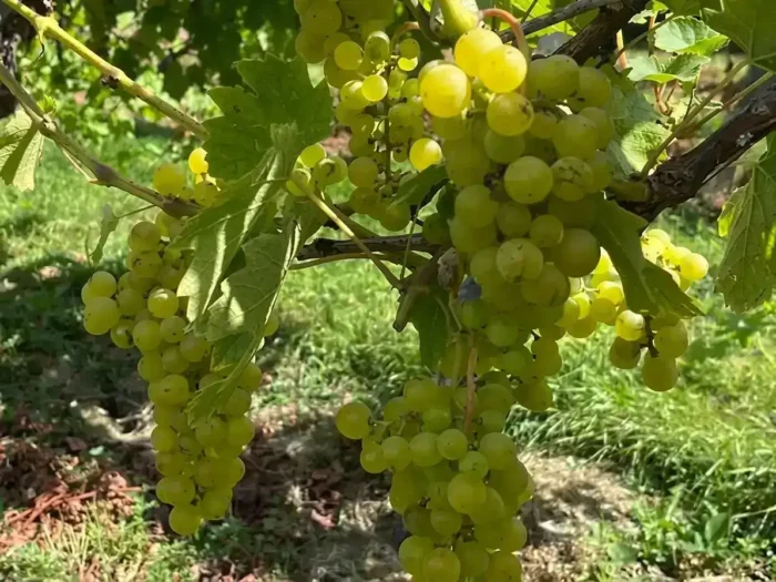 A Seasonal Look at Life in the Vineyard