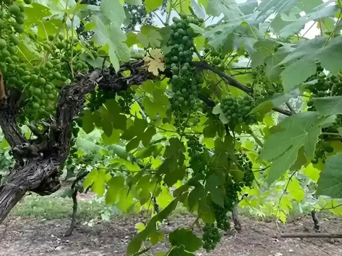 The Benefits of Making Wine On Site