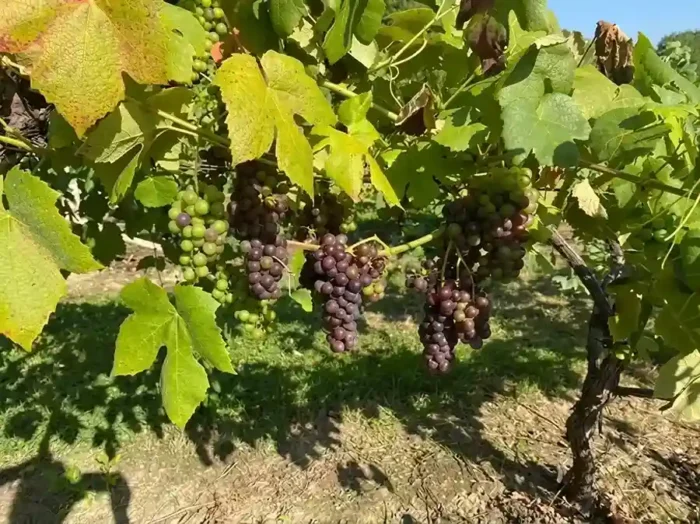 What Makes Kent the “Garden of England” for Wine