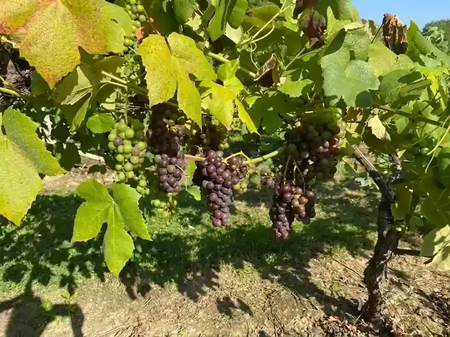 Red and green grapes ripening on grapevine at Harbourne Vineyard