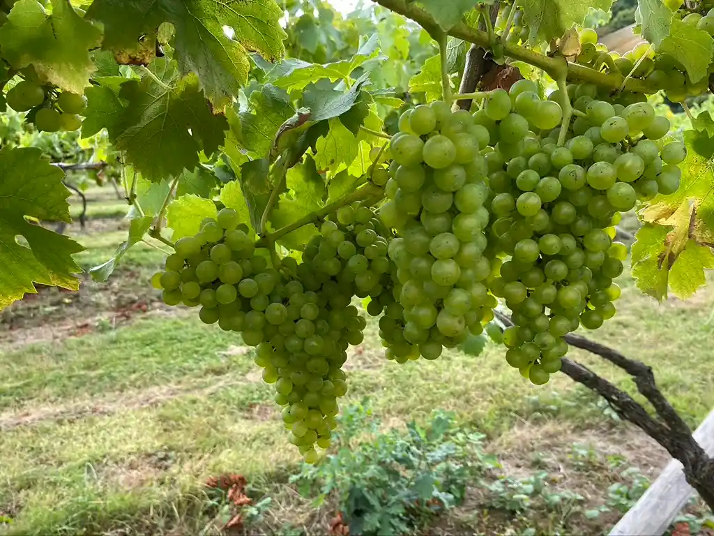 Fresh green grape cluster at Harbourne Vineyard