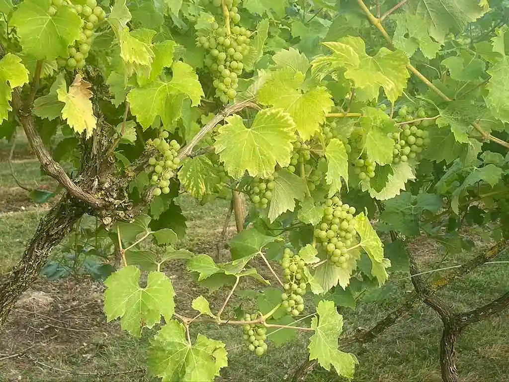 Fresh and naturall grapevines and foliage at Harbourne vineyard Kent