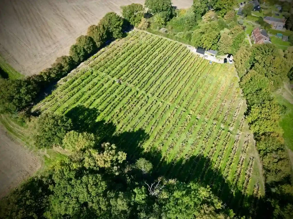Aerial drone view of green vine rows at Harbourne Vineyard