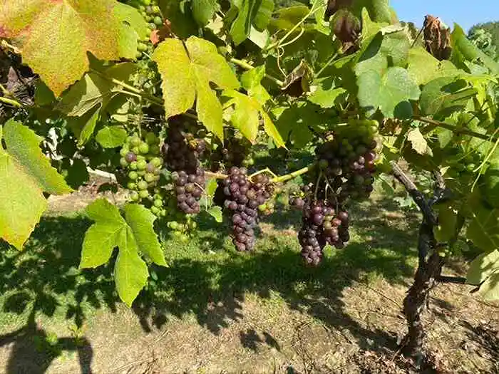 Red wine grapes maturing on vines at vineyard Kent