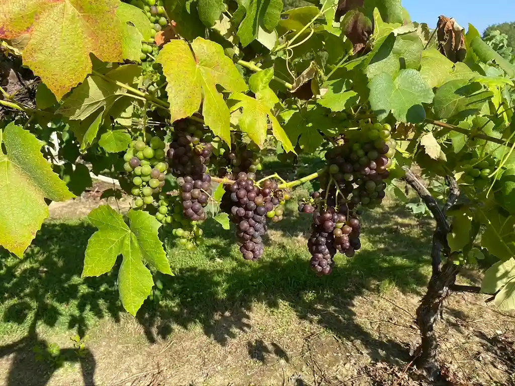 Red wine grapes hanging on vines at Harbourne Vineyard