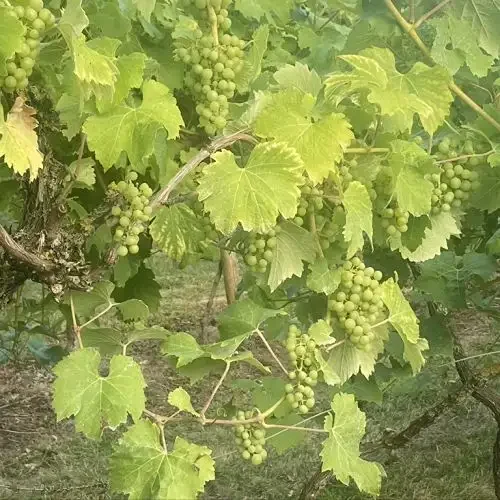 Fresh grapevines and foliage at Harbourne vineyard Kent
