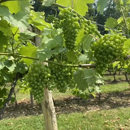 Cluster of green wine grapes at Harbourne Vineyard