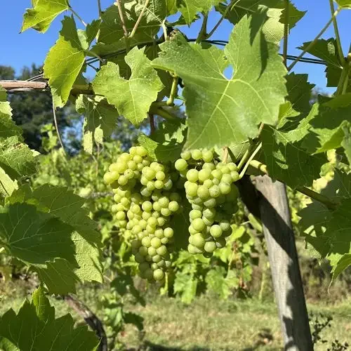 Ripening grapes on grapevines at Harbourne vineyard Kent