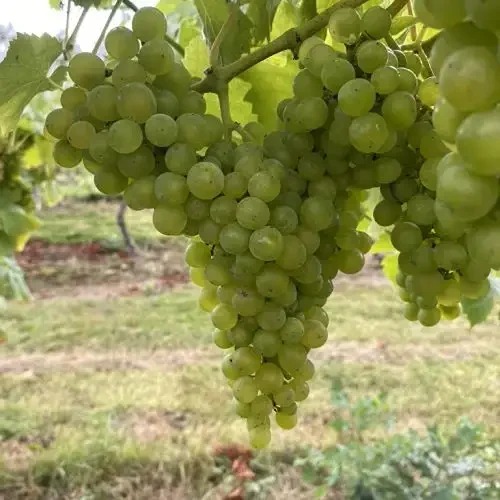 Large bunch of green wine grapes at Harbourne Vineyard