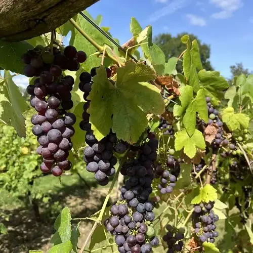 Dark purple grapes ripening on vine at Harbourne Vineyard