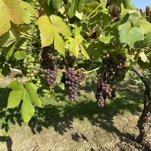 Dark red grapes growing on vines at vineyard Kent